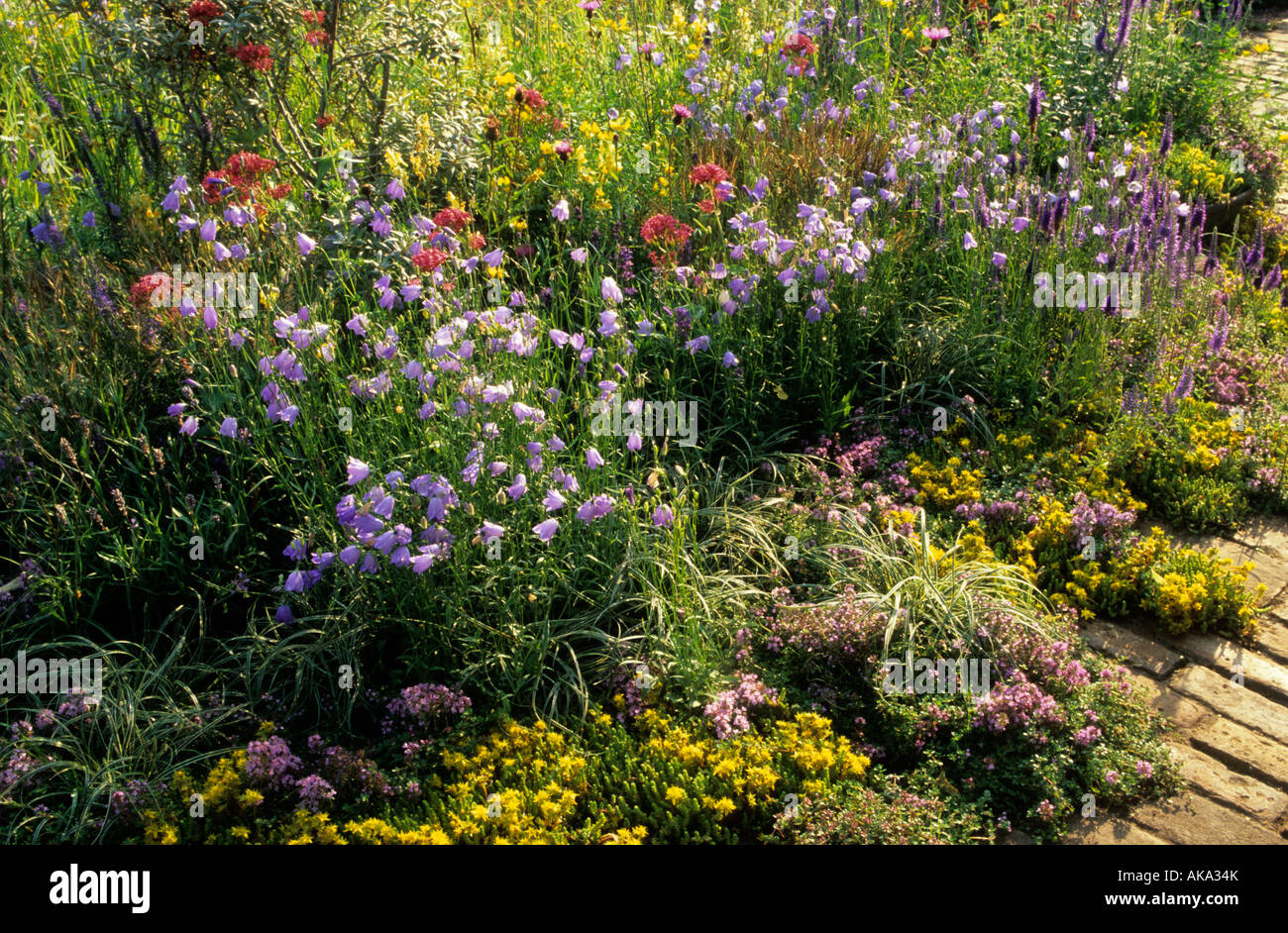 wild flower planting by Julie Toll harebells Stock Photo - Alamy
