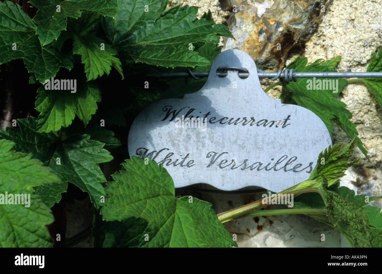 West Dean Sussex hand written plant label Stock Photo