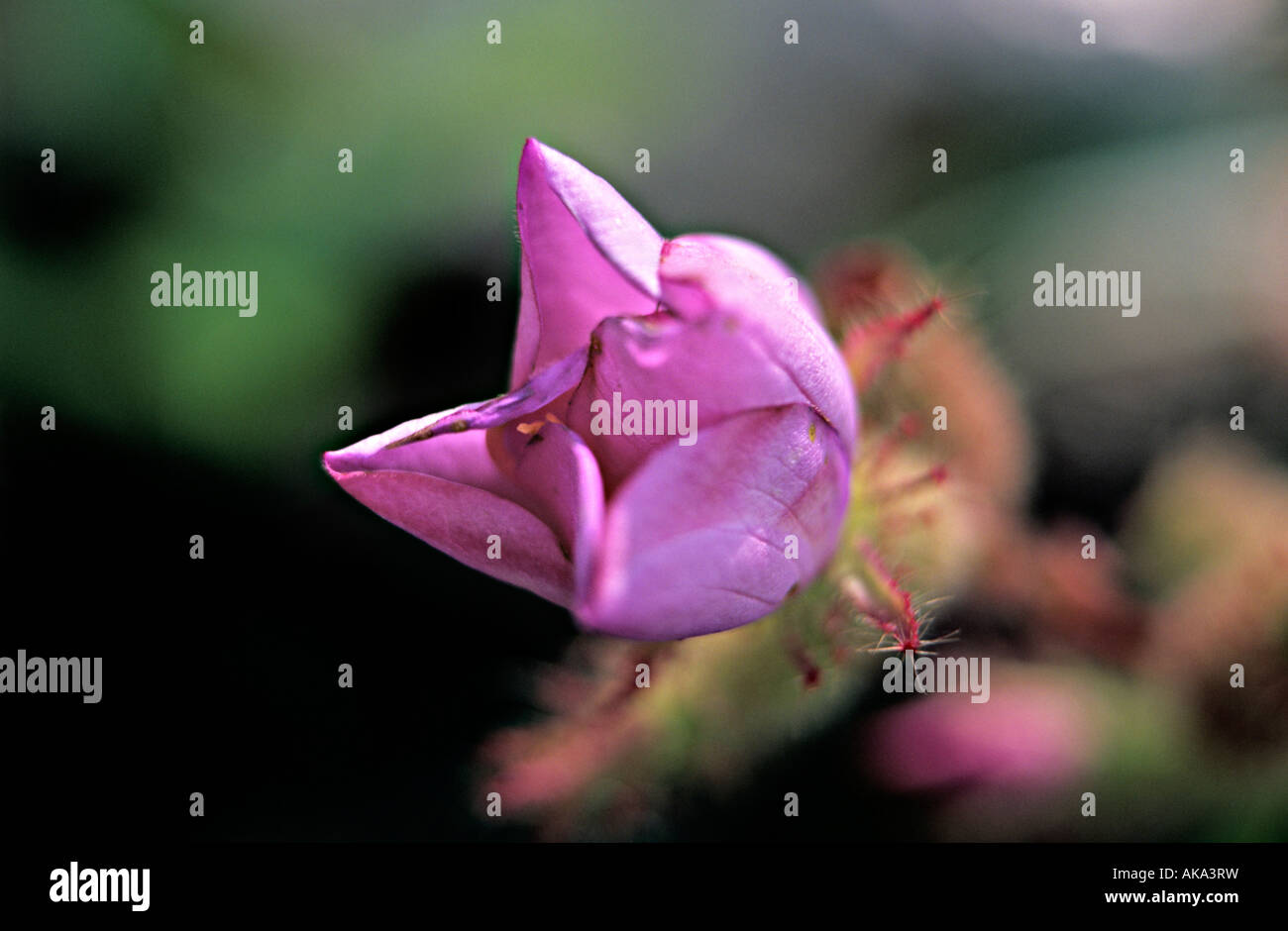 Osbeckia stellata flower Stock Photo