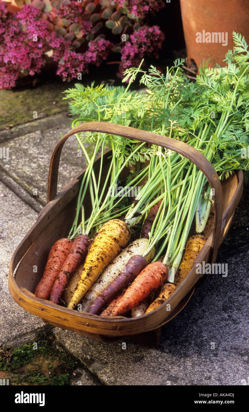 trug of freshly pulled carrot Harlequin Stock Photo - Alamy