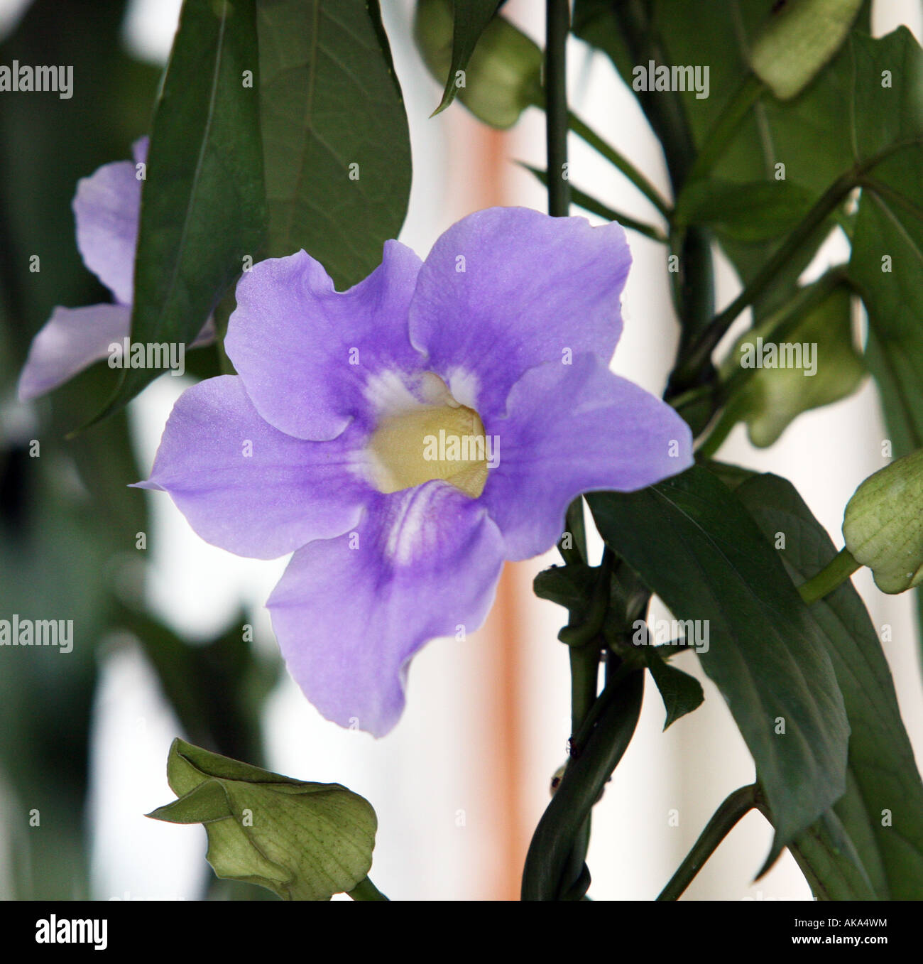 A blue climbing flower Stock Photo Alamy