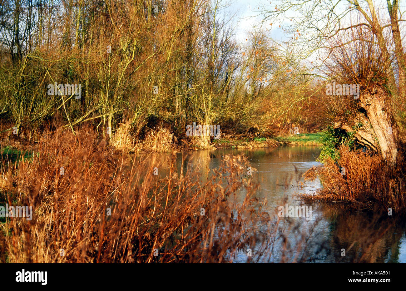 River Windrush Witney Stock Photo Alamy