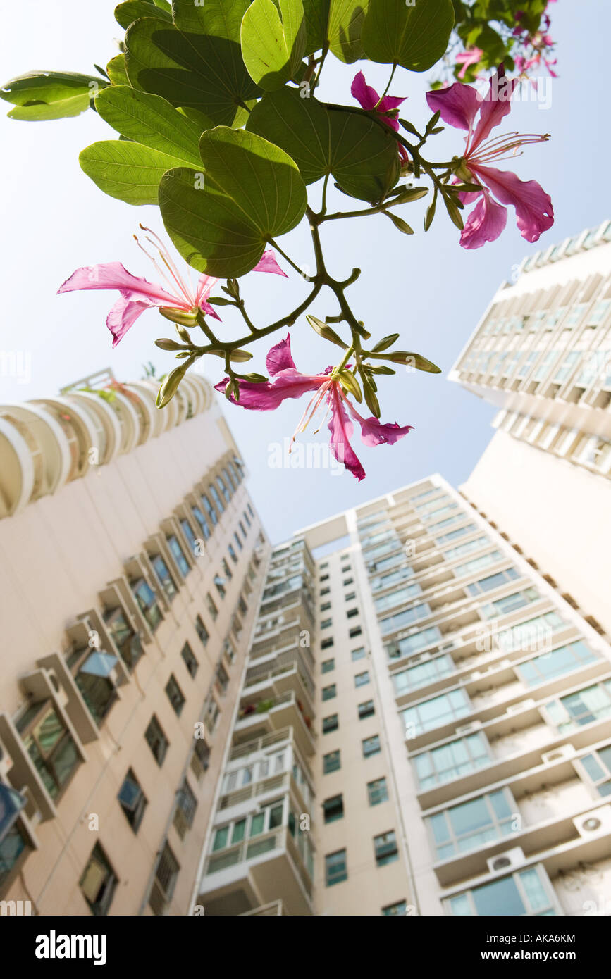 China, Guangdong Province, Guangzhou, high rise and flowering branch, low angle view Stock Photo