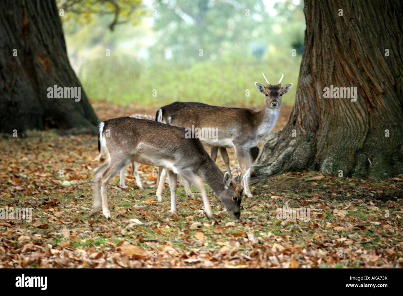 2 Deer. Holkham, Norfolk Stock Photo