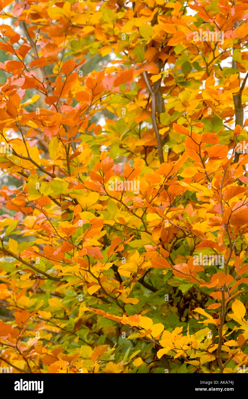 Golden Autumn leaves Stock Photo - Alamy