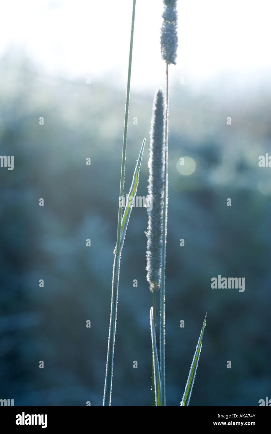 Frostcovered plant, closeup Stock Photo Alamy