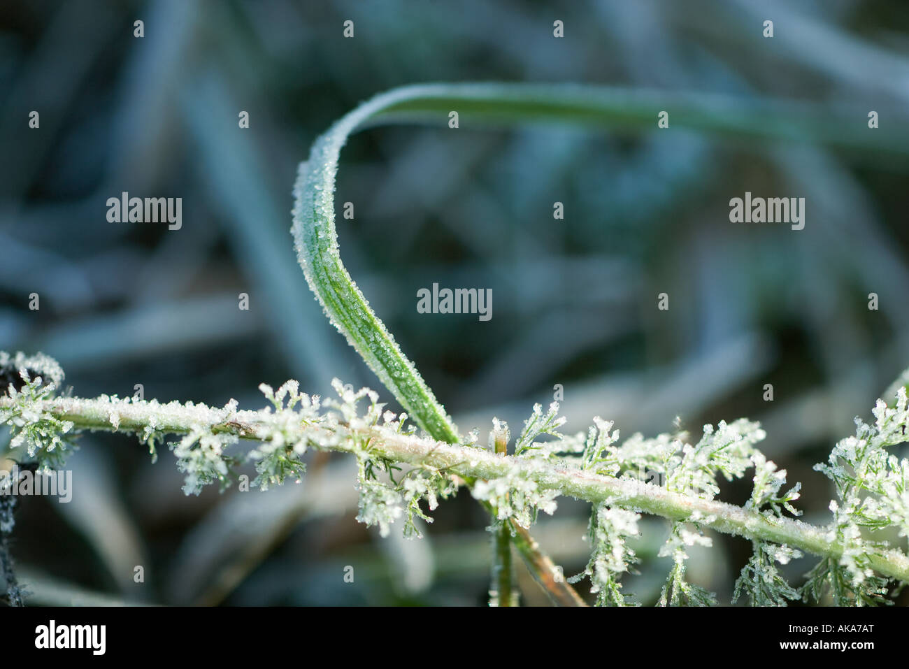 Frost covered grass stalks time hi-res stock photography and images - Alamy