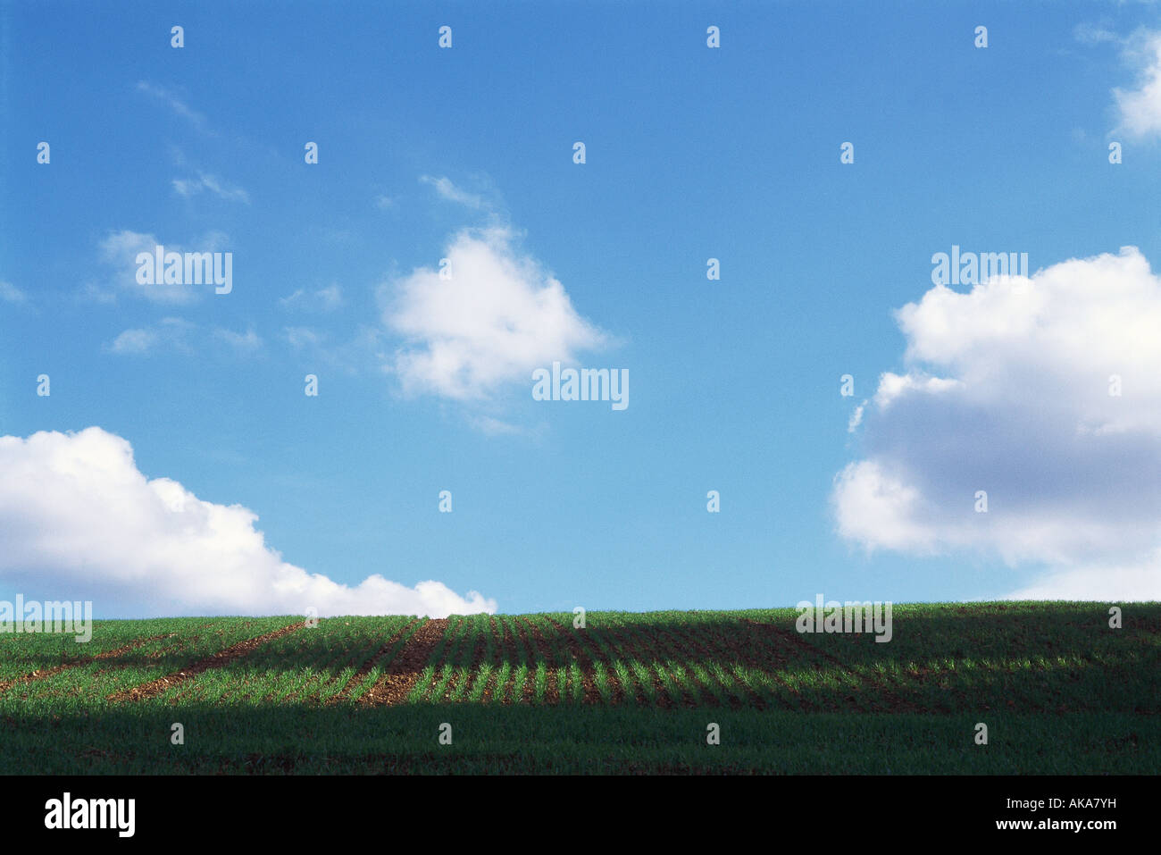 Rural landscape with field, blue sky and clouds Stock Photo - Alamy
