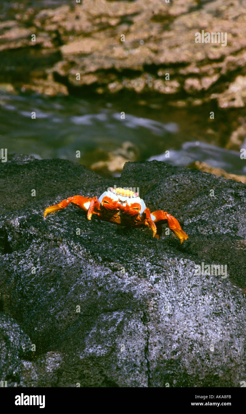 Floreana island galapagos hi-res stock photography and images - Alamy