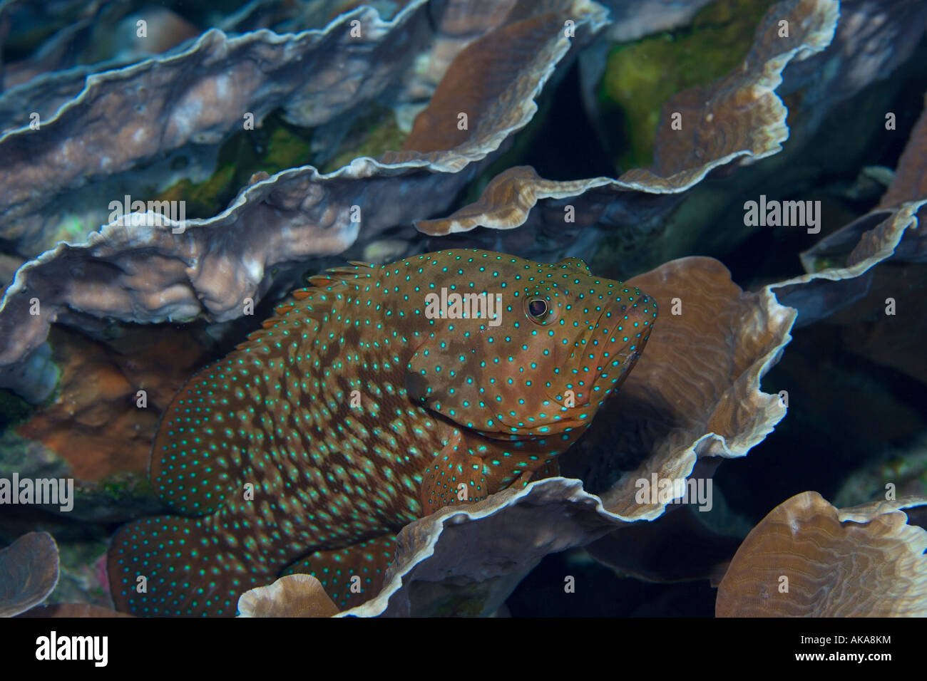A Blue spotted grouper, Cephalopholis cyanostigma , rests on a bed of hard coral, Indonesia Stock Photo