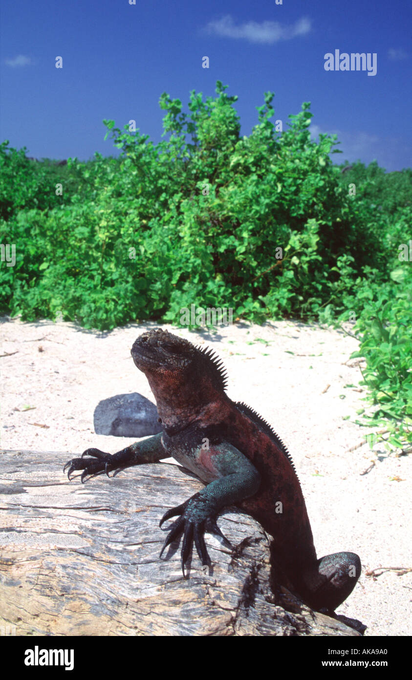 Marine iguana (Amblyrhynchus cristatus) in mating colors.Española ...