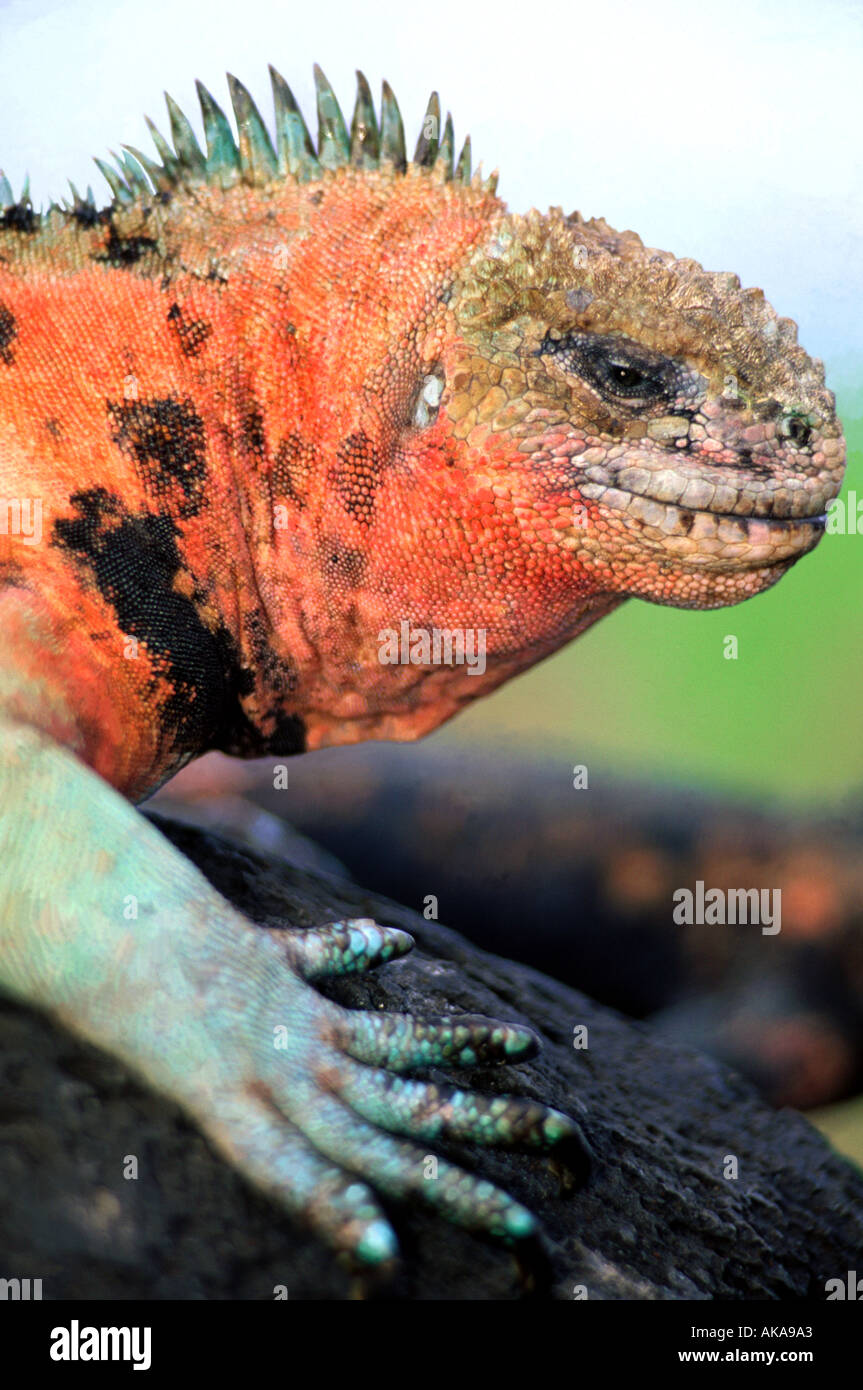 Marine iguana (Amblyrhynchus cristatus) in mating colors.Española