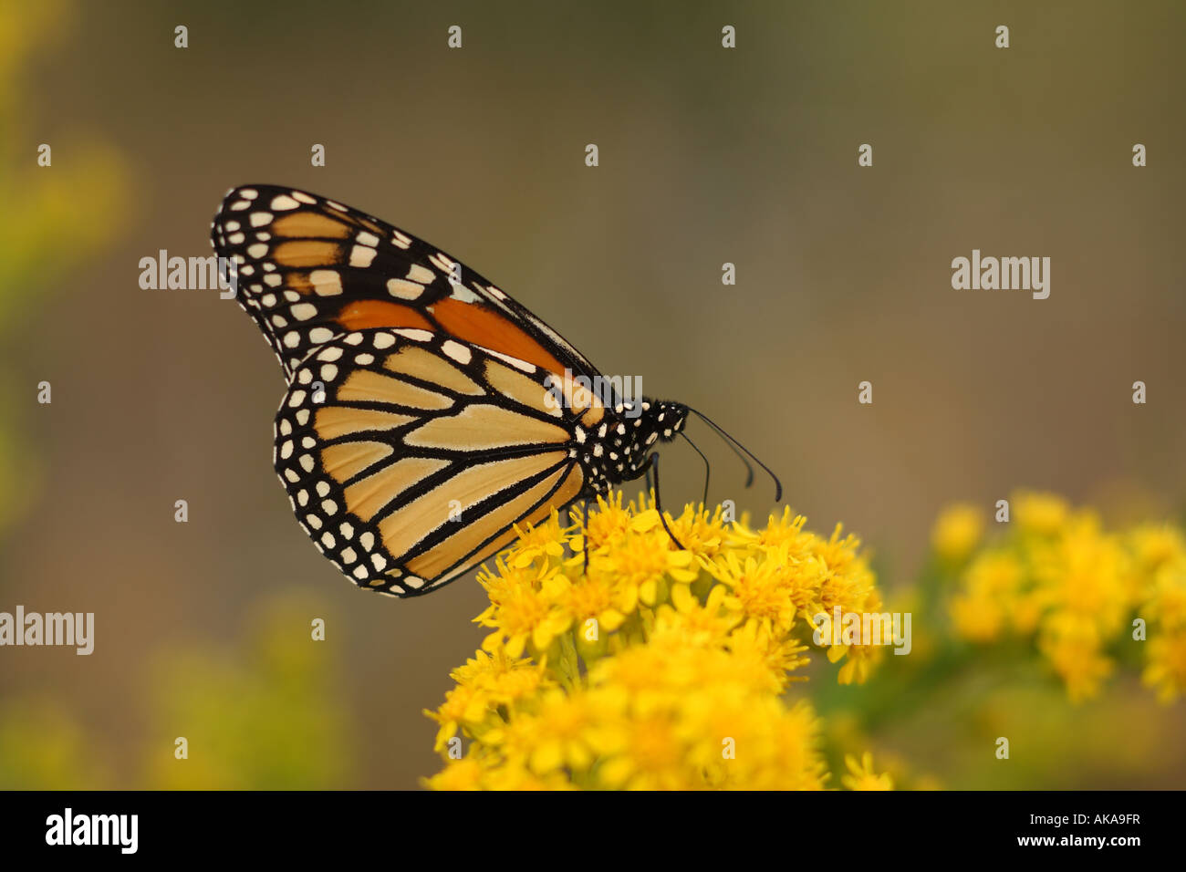 Monarch (Danaus plexippus) butterfly on yellow flower nectaring Stock Photo