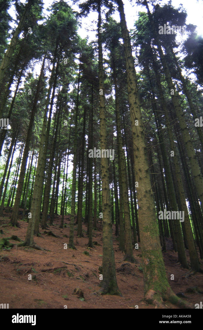 tall fir trees in Grizedale national forest Lake District England Stock
