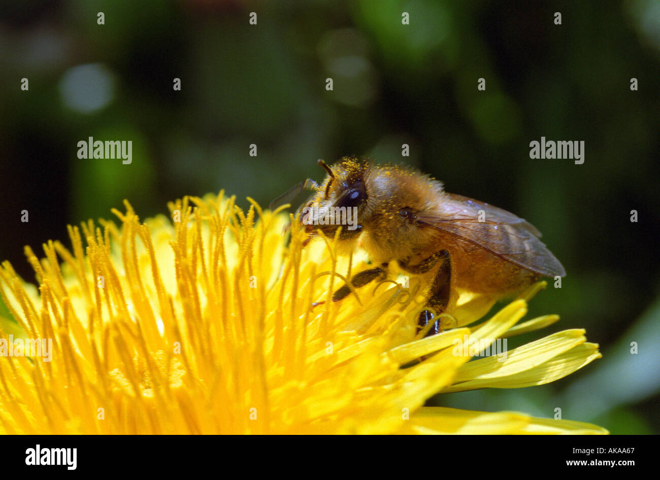 Closeup of bee on dandelion flower Stock Photo
