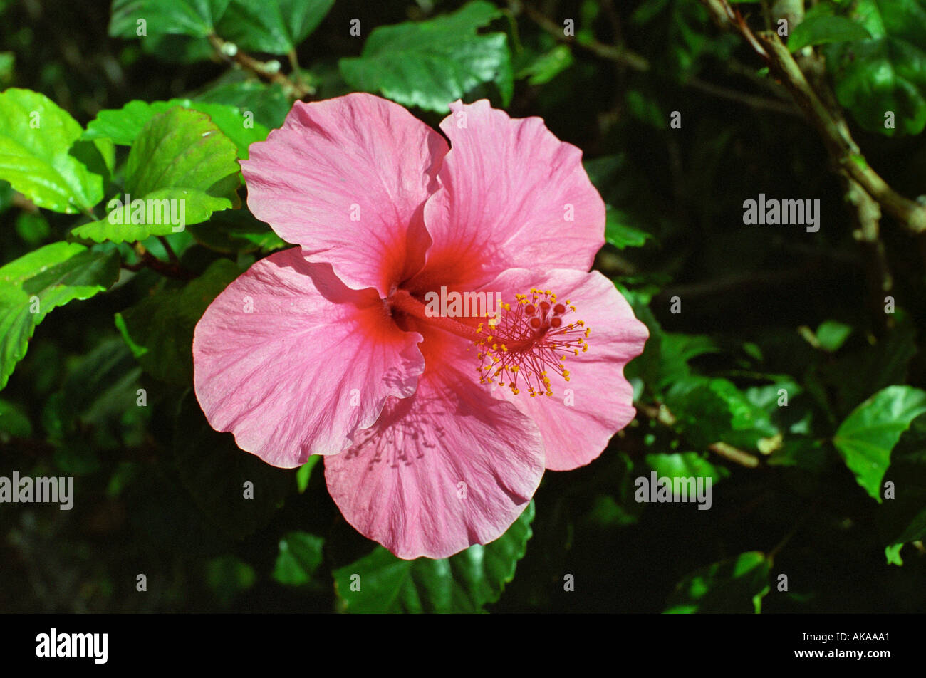 Hibiscus flower Maui Hawaii Stock Photo Alamy