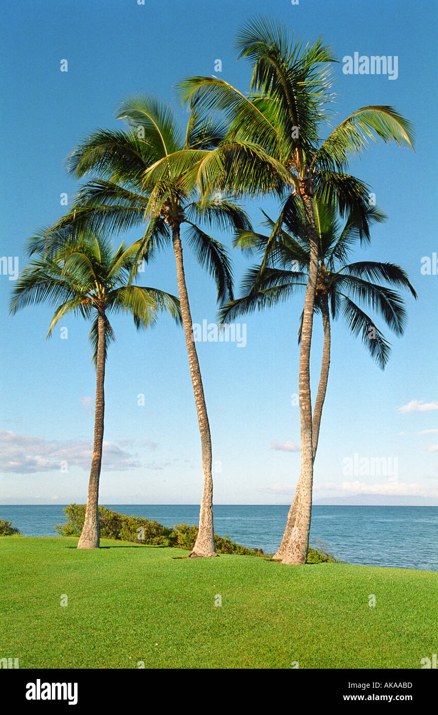 The trees hi-res stock photography and images - Alamy