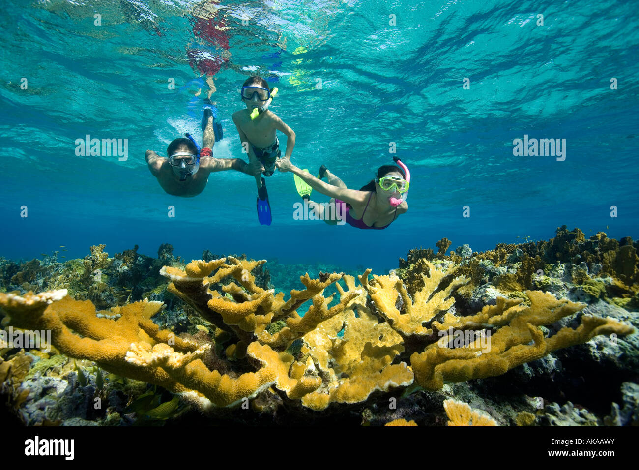 A family of snorkelers swimming towards a stand of Elkhorn coral (Acropora palmata), New Providence, Bahamas Stock Photo