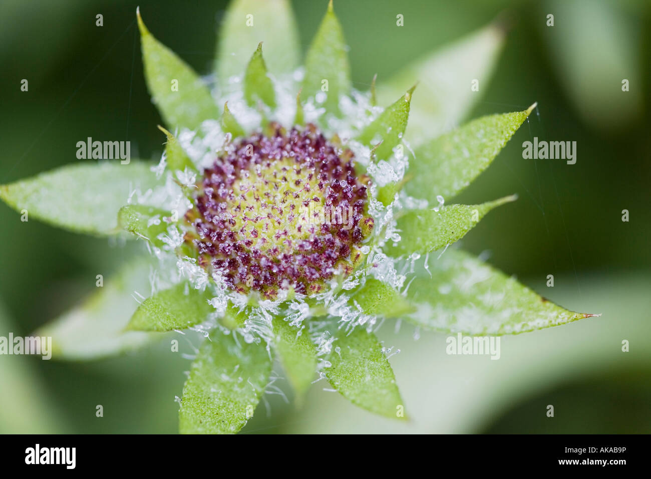 Gaillardia Kobold Goblin Blanket Flower Stock Photo