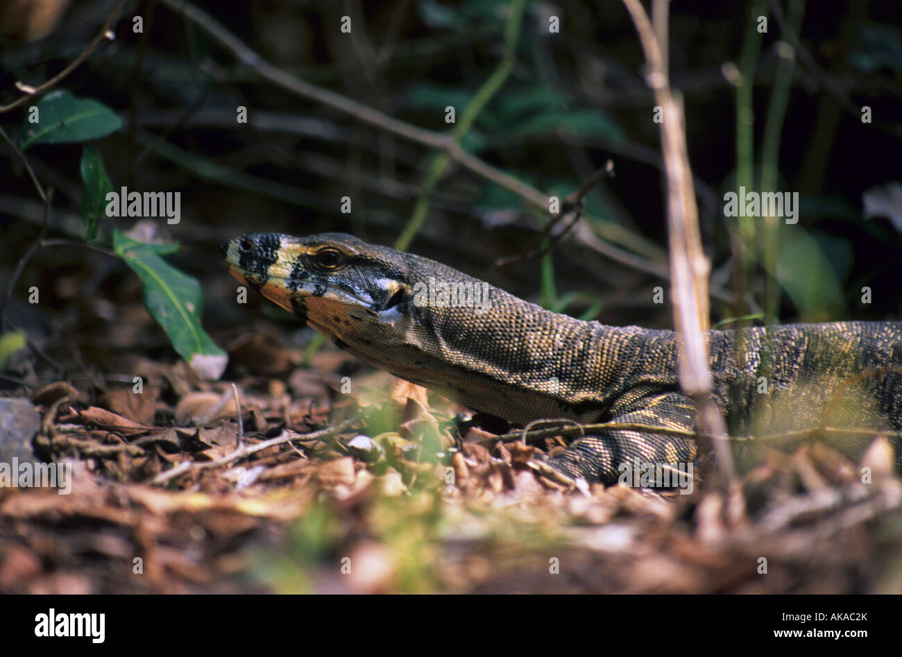 Lace Monitor in a rainforest Stock Photo