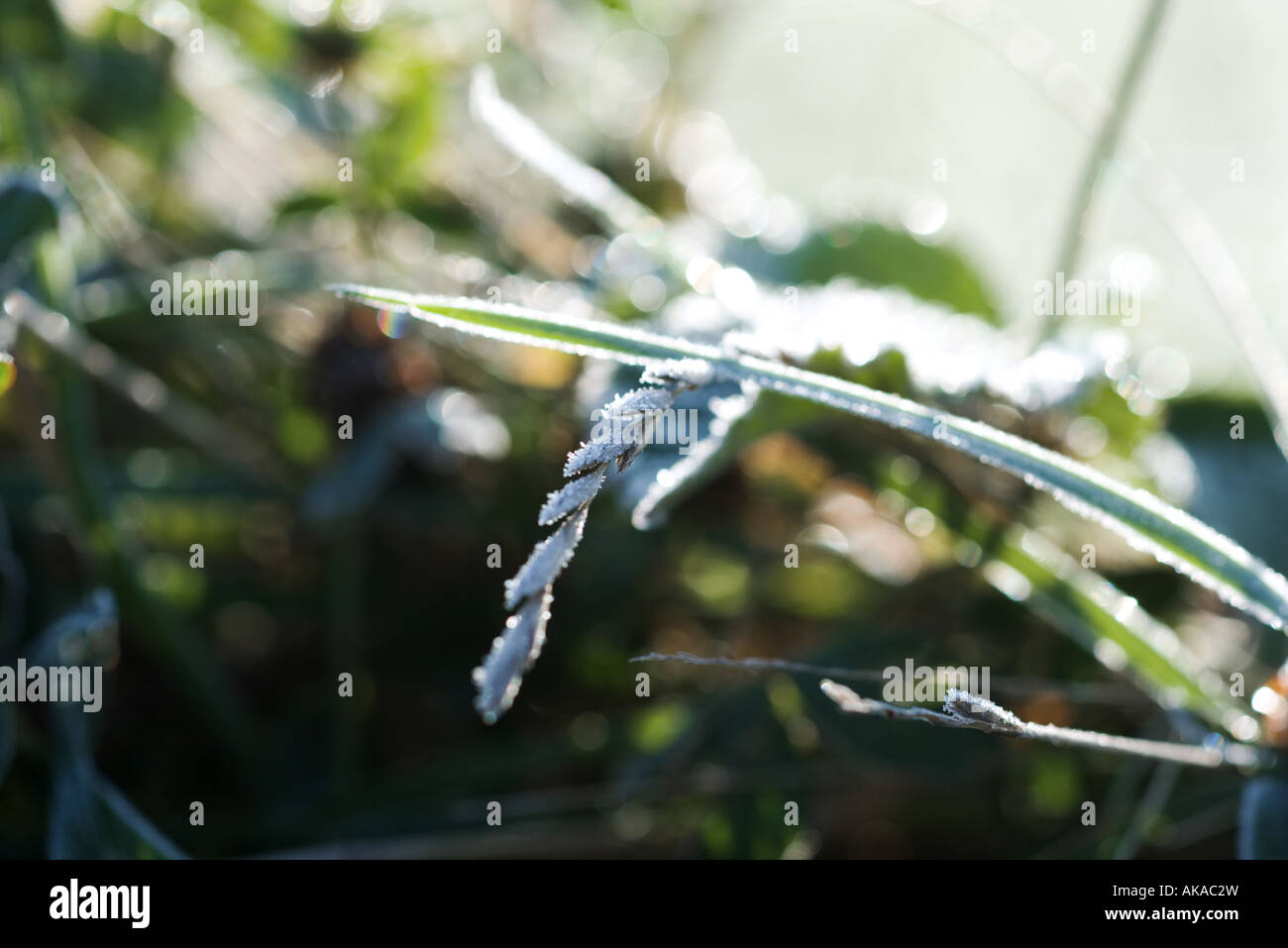 Frost covered grass stalk hi-res stock photography and images - Alamy