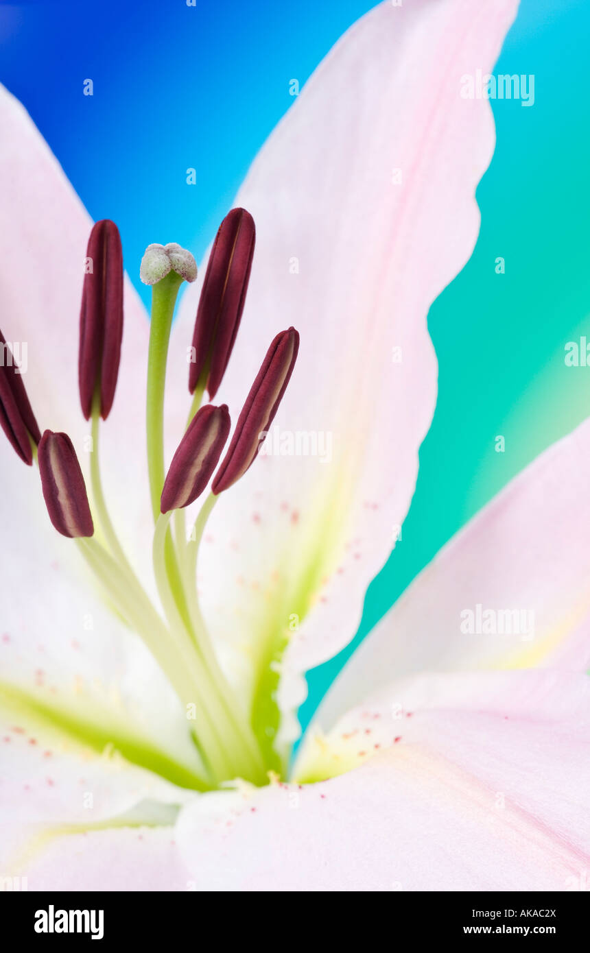 Lilium Pink Lily on multicoloured back ground Stock Photo
