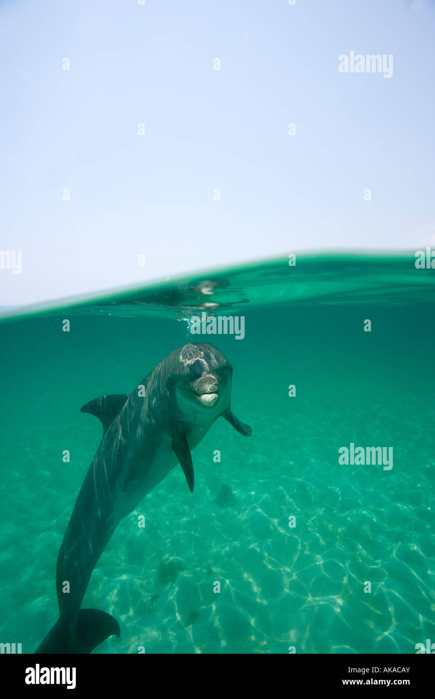Over/under shot of an Atlantic Bottlenose dolphin (Tursiops truncatus), Roatan, Honduras Stock Photo