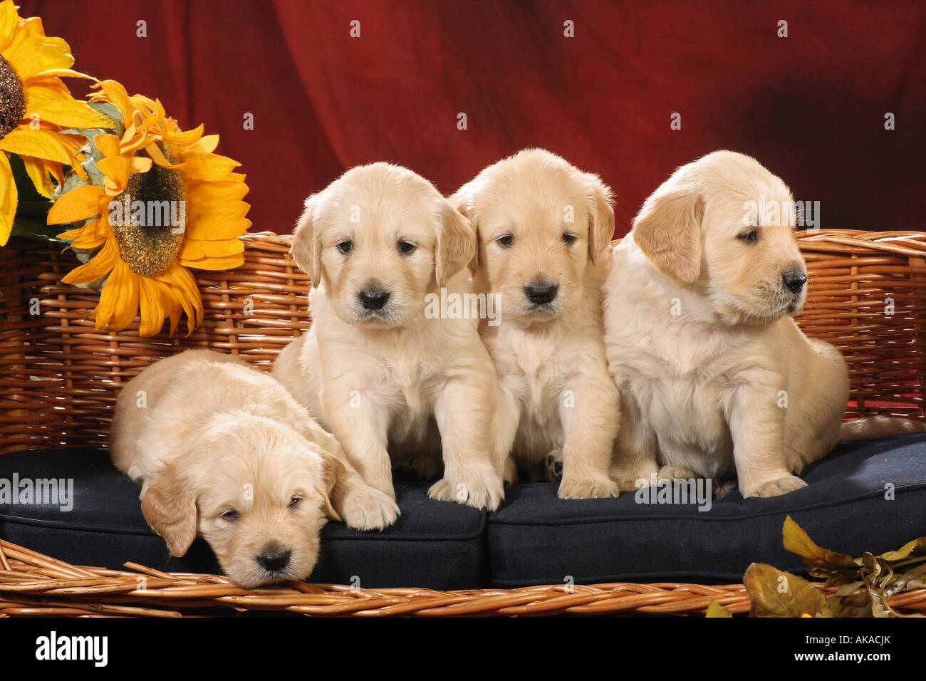 Four Golden Retriever Puppies Hi res Stock Photography And Images Alamy Four Golden Retriever Puppies Hi res Stock Photography And Images Alamy