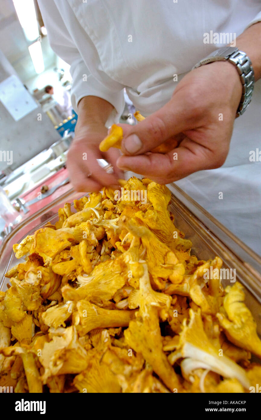 Preparing Chanterelle mushrooms Stock Photo