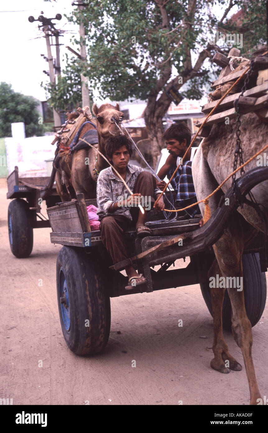 Camel Pulling Cart Rajasthan India Stock Photo