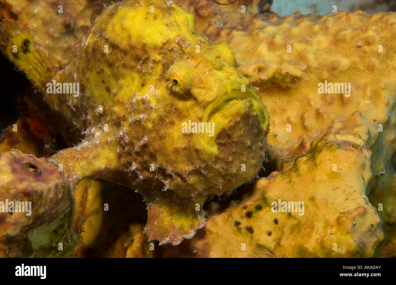 A longlure frogfish (Antennarius multiocellatus) blends in with the coloring of a yellow sponge. Stock Photo