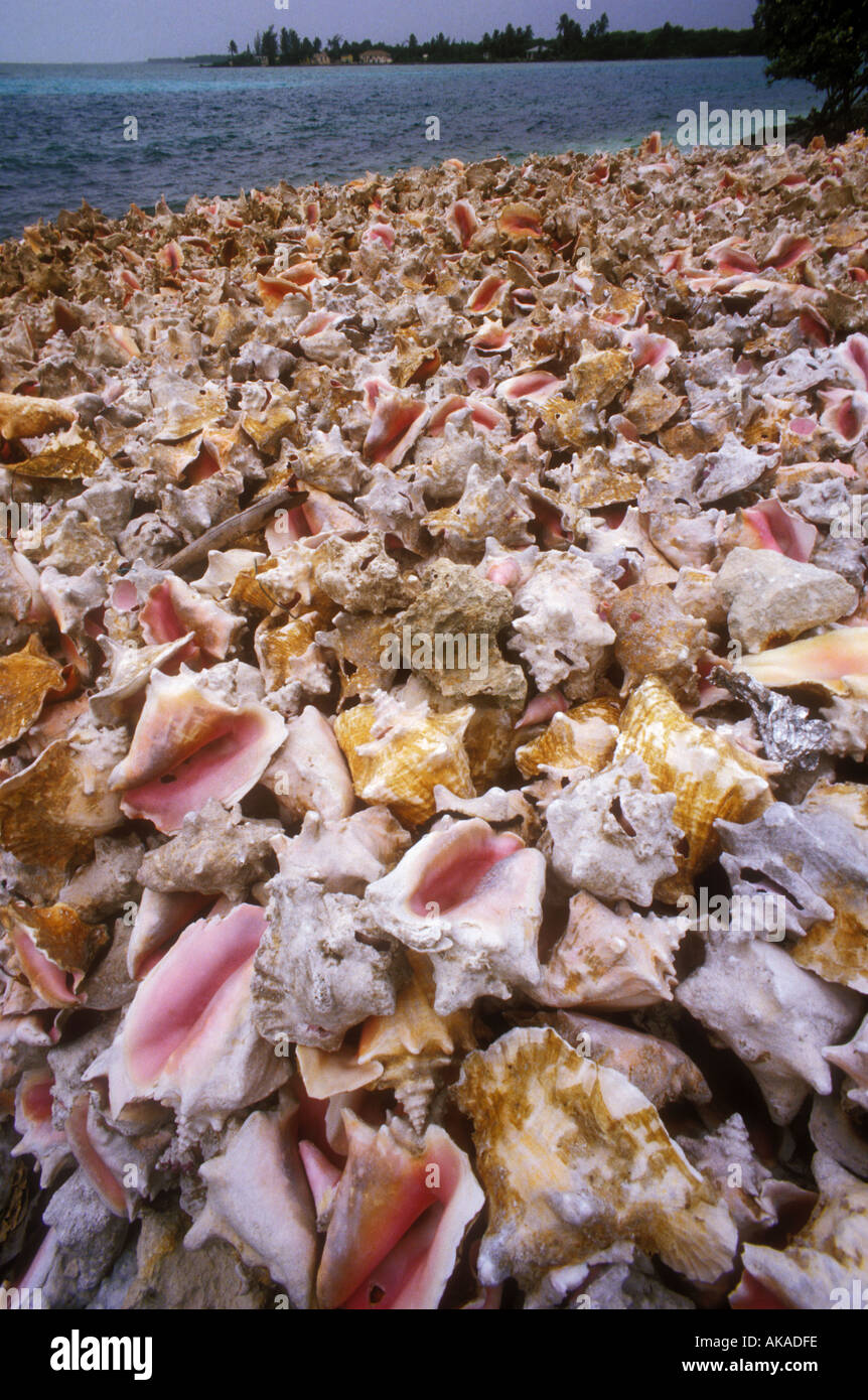 Conch shells on shore dumped after fishing Bahamas Stock Photo