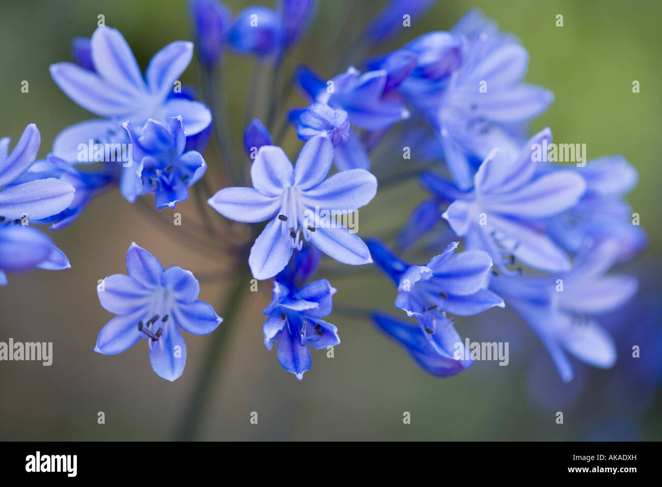 Agapanthus Lily of the Nile Stock Photo
