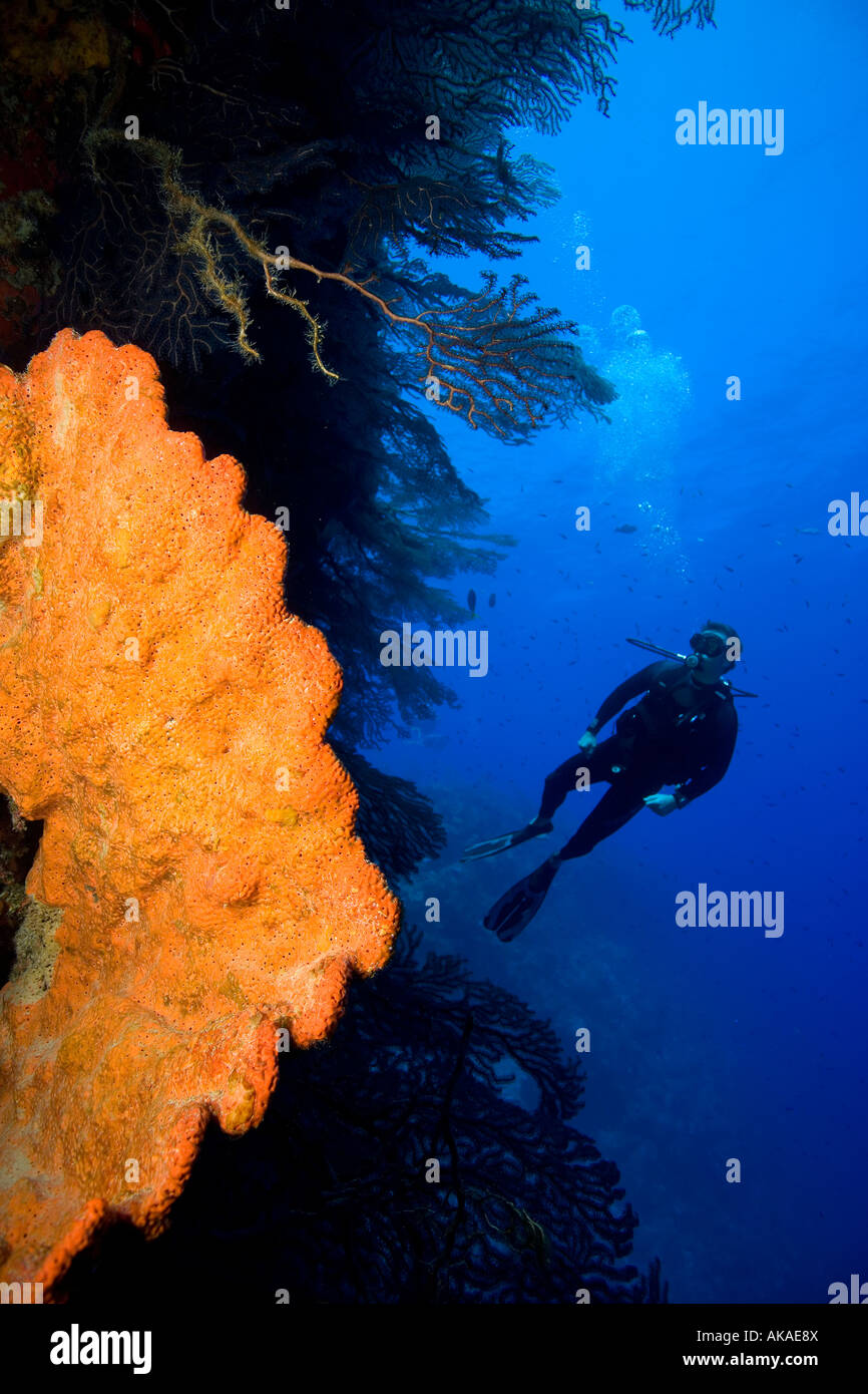 Scuba diver during deep wall dive near French Cay. Orange elephant ear