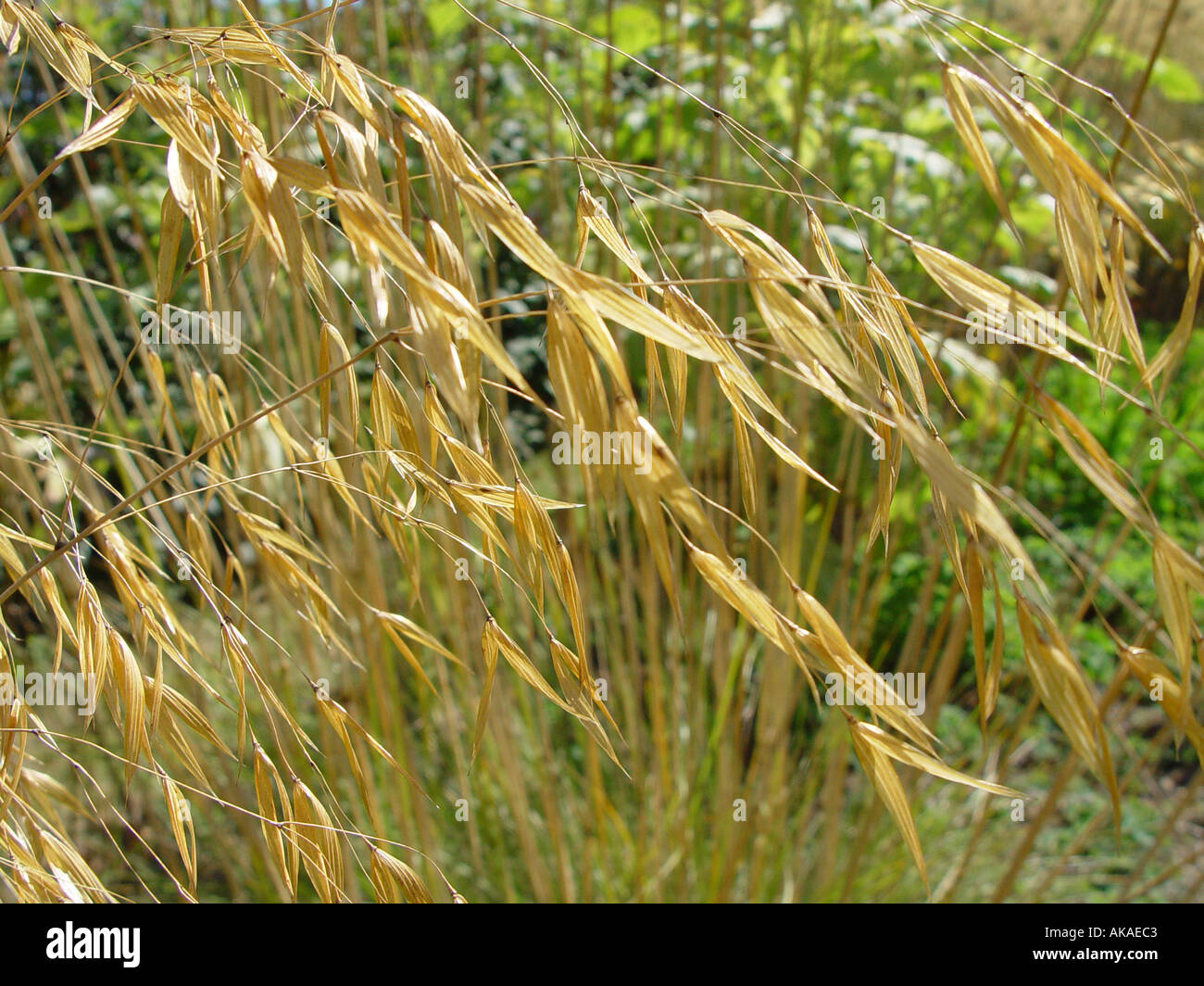 Stipa gigantea The Giant Golden Oat plant Grass Stock Photo