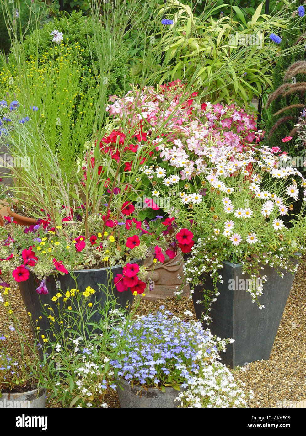Containers of flowering plants Summer colour in garden tubs and