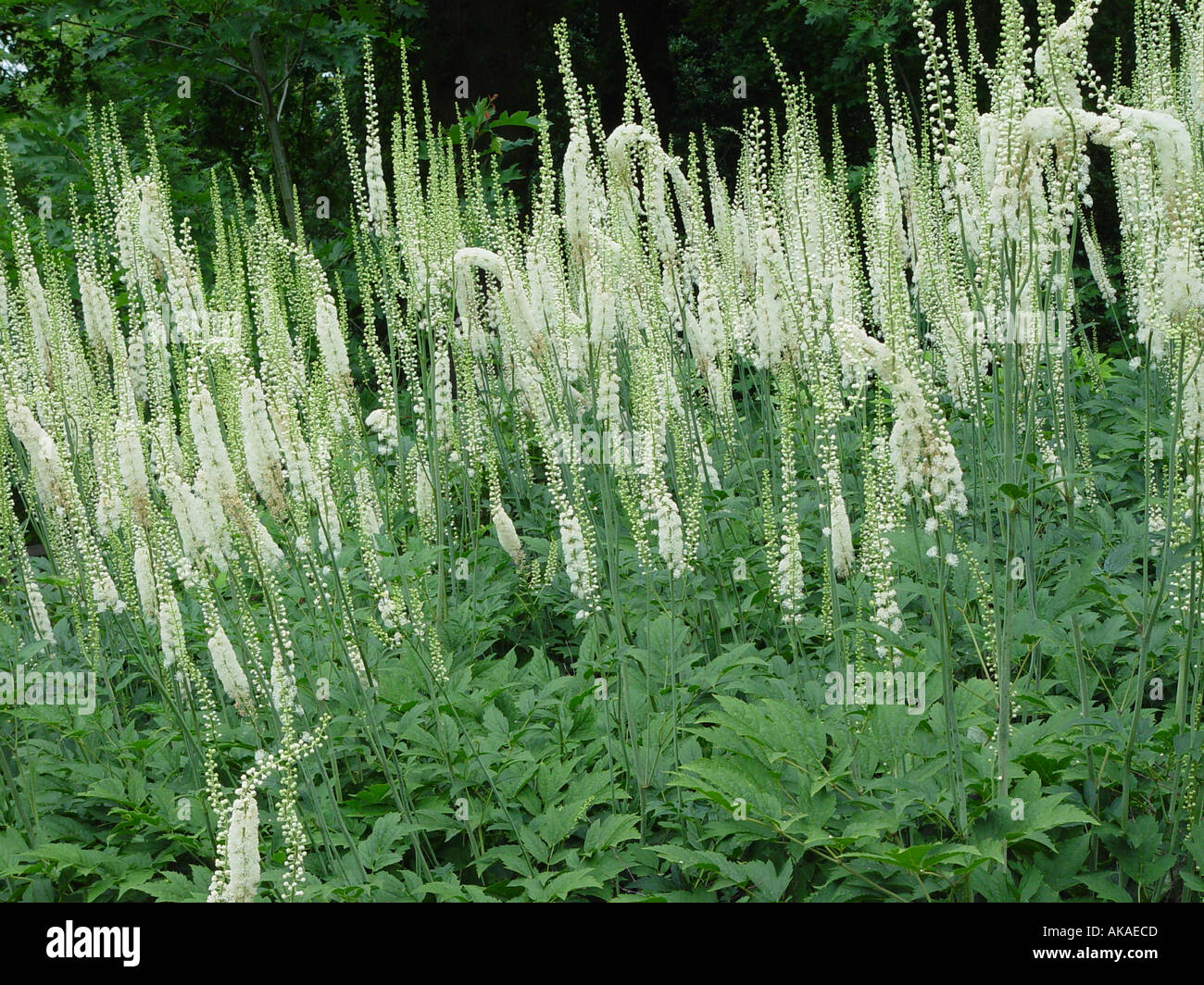 Hardy perennial hi-res stock photography and images - Alamy