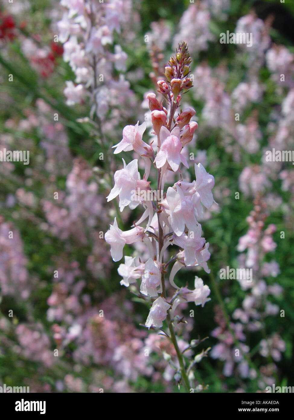 Linaria purpurea Canon J Went Pink Toadflax Stock Photo
