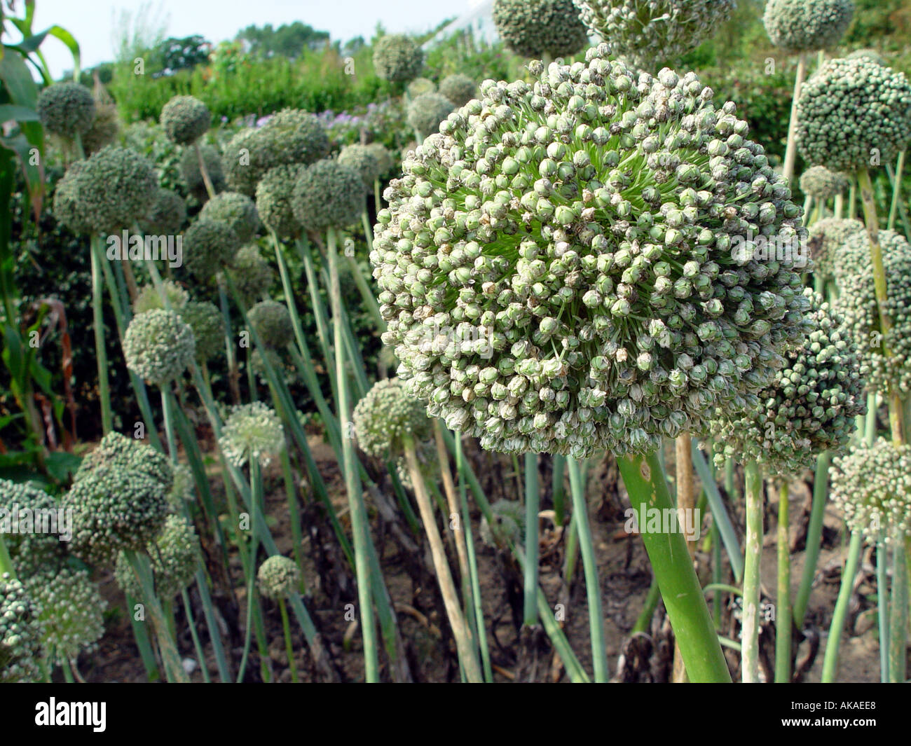 Allium crop of seed heads Common Garden Onion Stock Photo Alamy