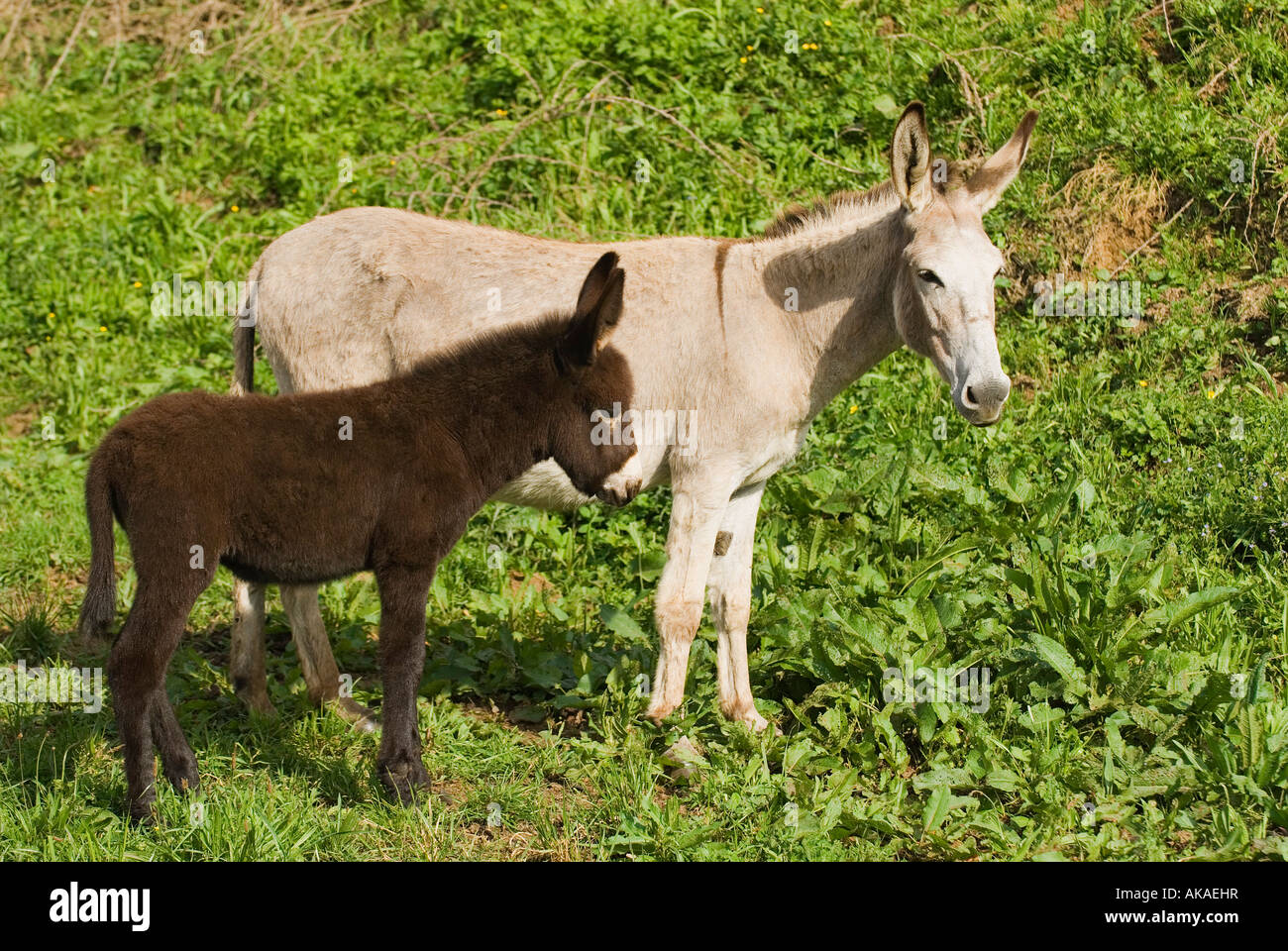 Donkey mare with foal, Spain Stock Photo - Alamy