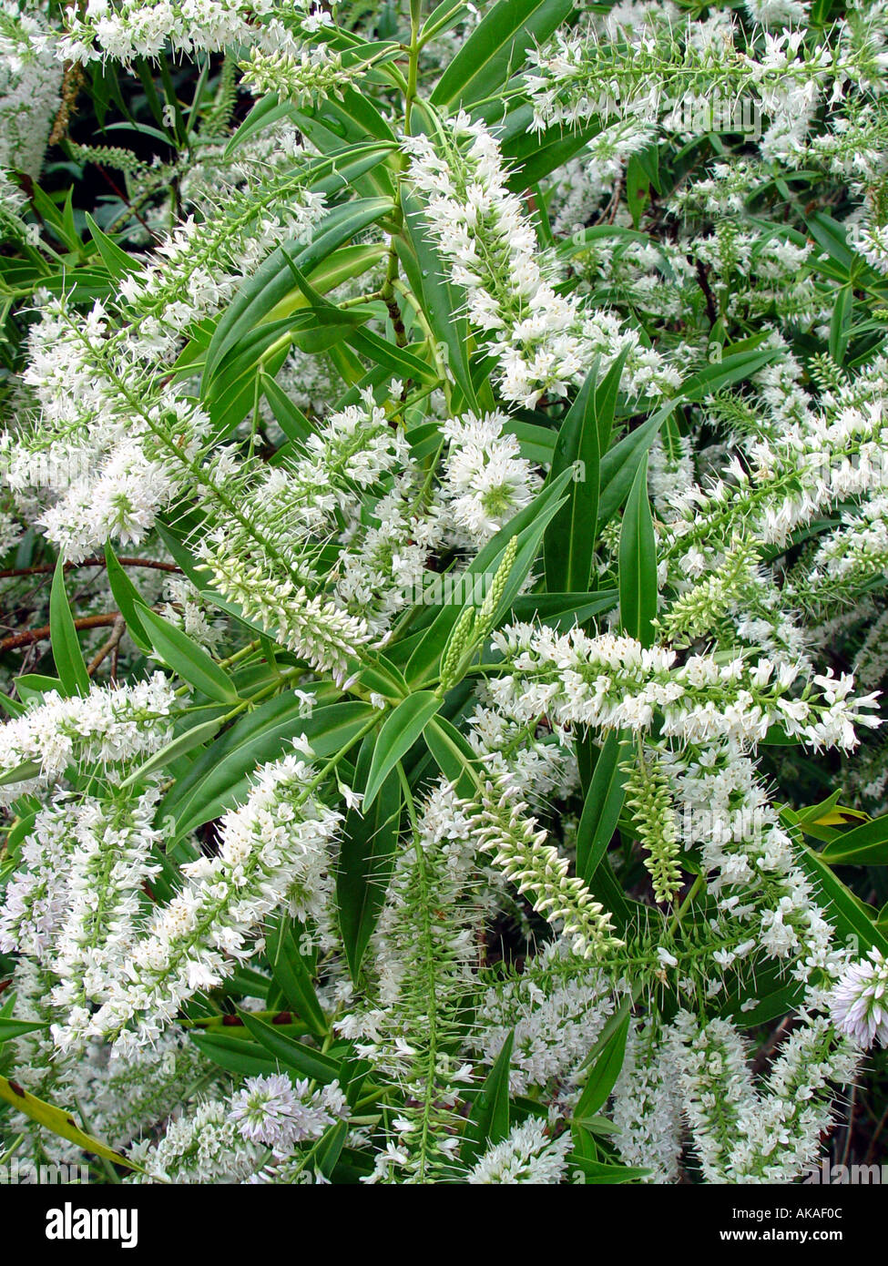 Hebe salicifolia Evergreen flowering shub Stock Photo