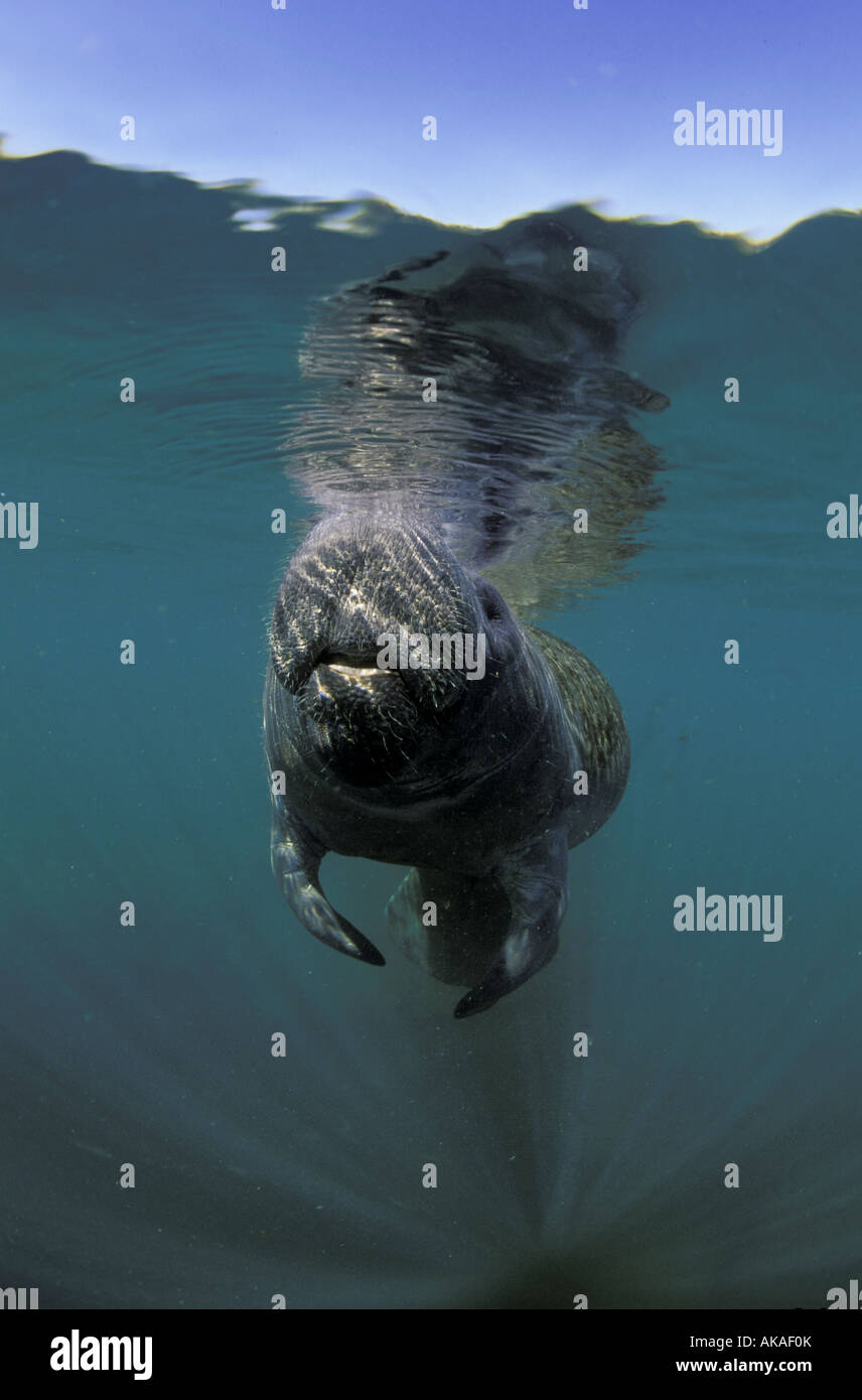 Florida manatee  lifts his snout towards the water’s surface for a breathe of air Stock Photo