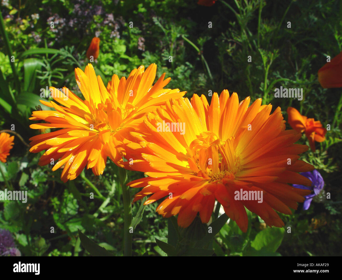 Calendula officinalis Medicinal herb Stock Photo