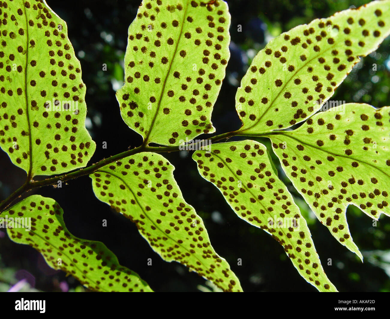 Cyrtomium fortunei Hardy evergreen garden fern Stock Photo