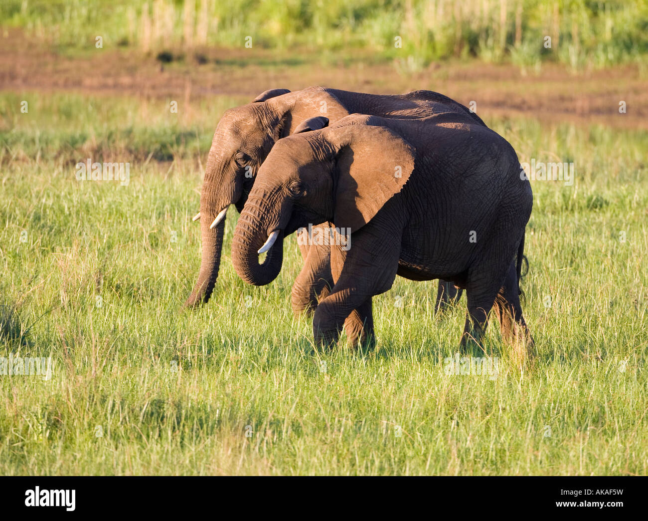 two elephants walking Stock Photo Alamy