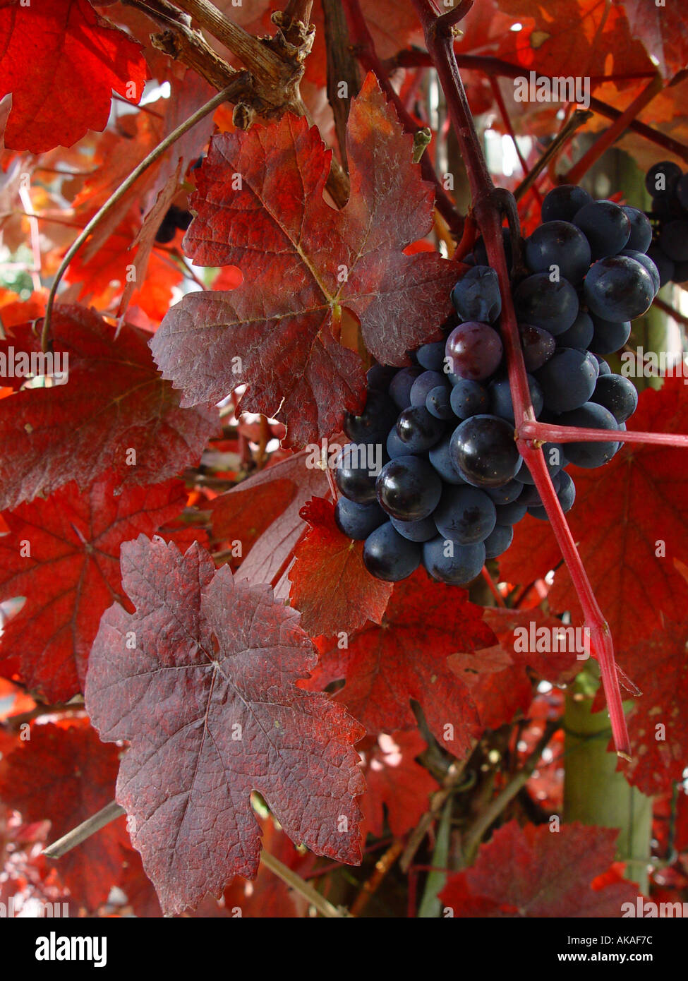 Vitis vinifera Purpurea Garden Grape Vine with copper coloured foliage Stock Photo