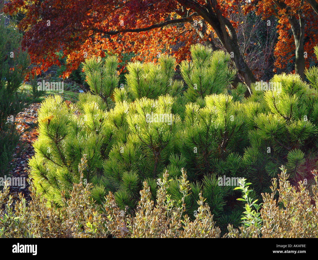 Pinus mugo Ophir with autumn tinted japanese acer in background Stock Photo