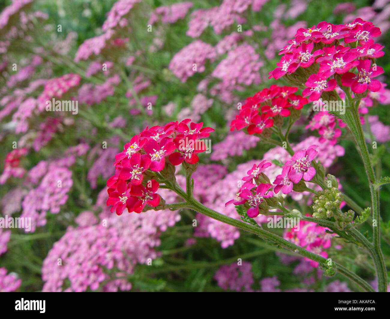 Achillea Cerise Queen Yarrow Stock Photo