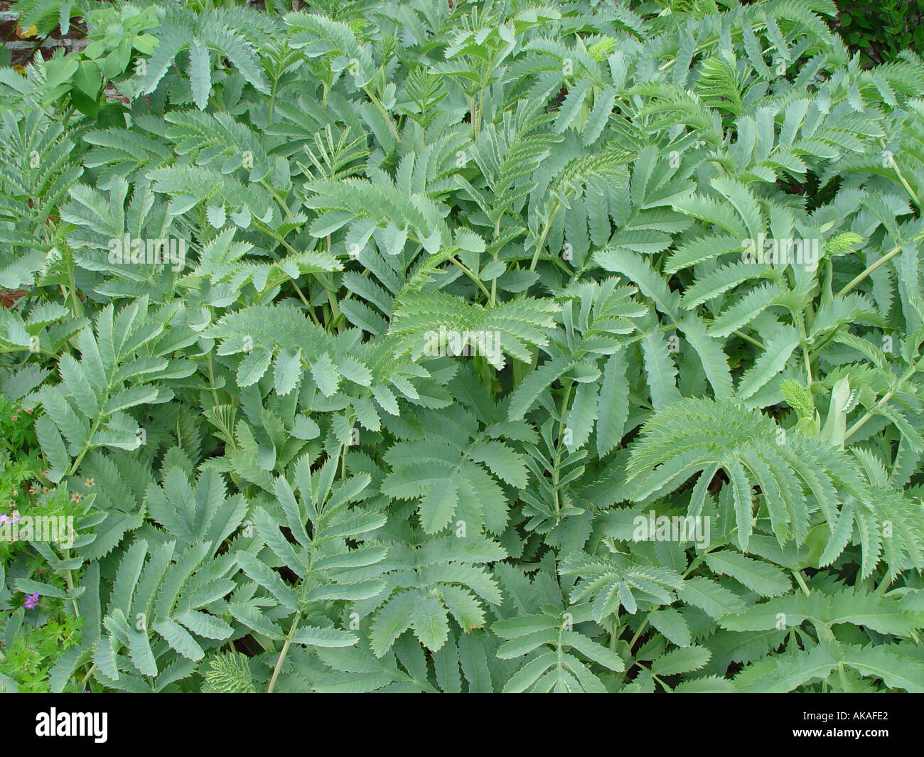 Melianthus major Stock Photo