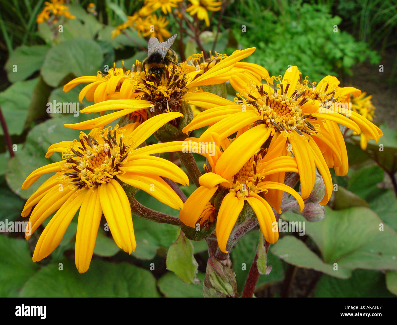 Ligularia dentata Desdemona with Bee Insects in the garden Stock Photo
